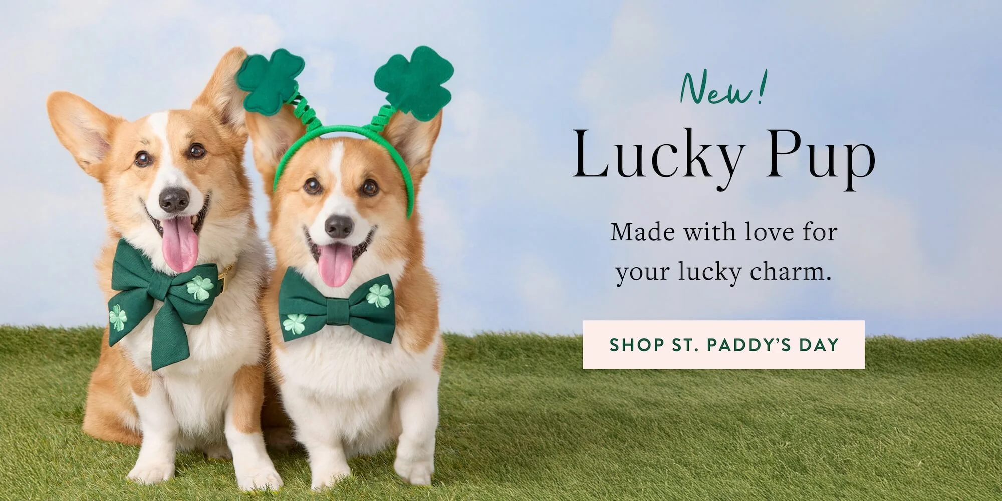 Modern Style for Modern Paws